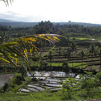 Photo de Bali - Jatiluwih